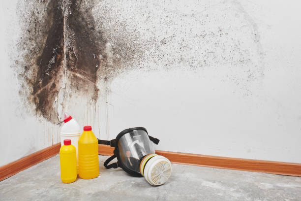 Best Fast Mold Removal  in Hoffman Estates, IL