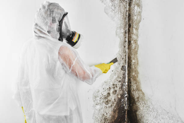 Best Residential Mold Removal  in Hoffman Estates, IL