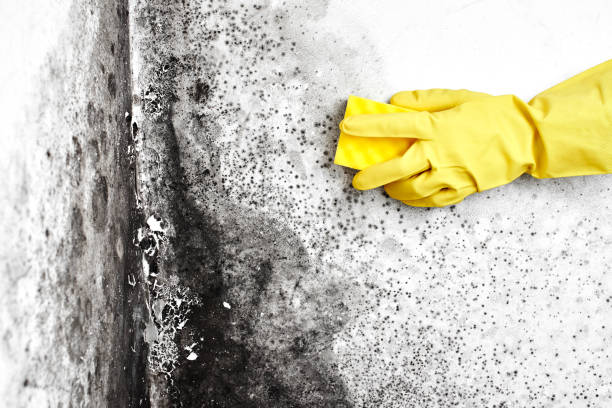Crawl Space Mold Removal in Hoffman Estates, IL