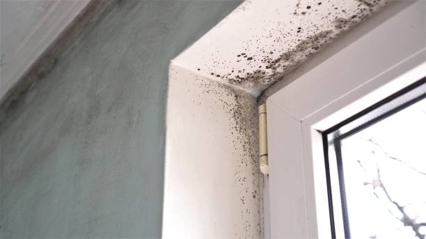 Best Mold Testing  in Hoffman Estates, IL