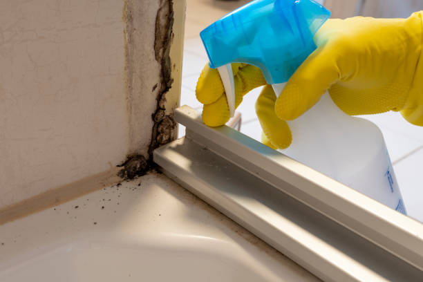 Best Mold Remediation  in Hoffman Estates, IL