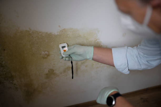 Best Office Mold Removal Services  in Hoffman Estates, IL