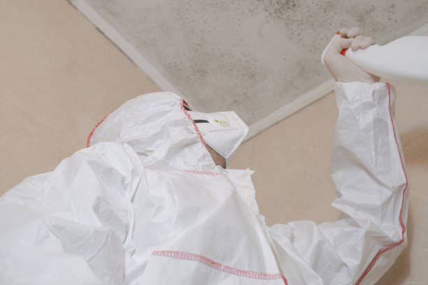 Best Same-Day Mold Removal  in Hoffman Estates, IL