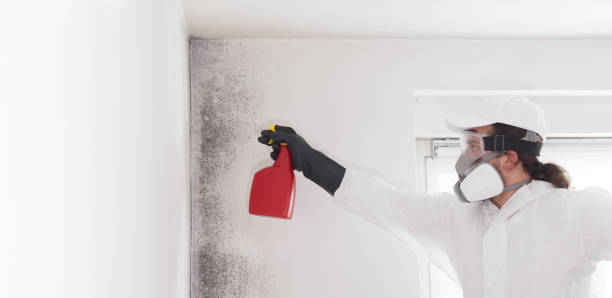 Best Home Mold Removal  in Hoffman Estates, IL