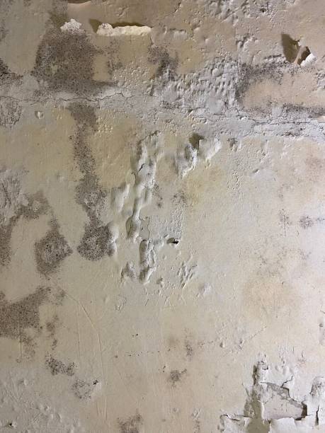 Best Mold Remediation Services  in Hoffman Estates, IL