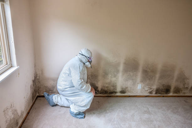 Best Certified Mold Removal  in Hoffman Estates, IL