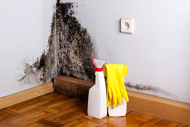 Best Mold Cleaning Services  in Hoffman Estates, IL