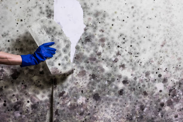 Best Professional Mold Removal  in Hoffman Estates, IL